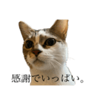 おこげとこはくのきもち2（個別スタンプ：7）