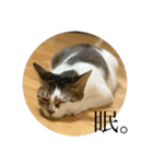 おこげとこはくのきもち2（個別スタンプ：11）
