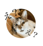 おこげとこはくのきもち2（個別スタンプ：14）