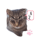 らぶととらとびび（個別スタンプ：16）