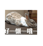 ツンデレのうさぎ（個別スタンプ：4）