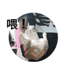 ツンデレのうさぎ（個別スタンプ：7）