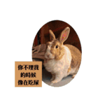ツンデレのうさぎ（個別スタンプ：8）