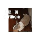 ツンデレのうさぎ（個別スタンプ：10）