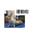 ツンデレのうさぎ（個別スタンプ：11）