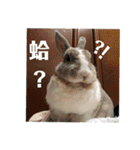 ツンデレのうさぎ（個別スタンプ：12）