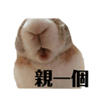 ツンデレのうさぎ（個別スタンプ：15）