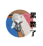ツンデレのうさぎ（個別スタンプ：18）
