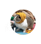 ツンデレのうさぎ（個別スタンプ：21）