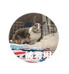 ツンデレのうさぎ（個別スタンプ：23）