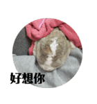 ツンデレのうさぎ（個別スタンプ：31）