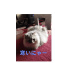 ネコ@（個別スタンプ：1）