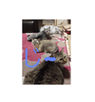 ネコ@（個別スタンプ：5）