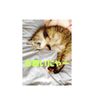 ネコ@（個別スタンプ：7）