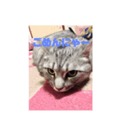 ネコ@（個別スタンプ：8）