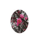 紅梅（個別スタンプ：7）