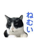ビビ1（個別スタンプ：2）
