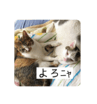 ひめとほくろ（個別スタンプ：1）