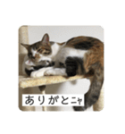 ひめとほくろ（個別スタンプ：2）