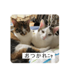 ひめとほくろ（個別スタンプ：4）