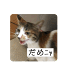ひめとほくろ（個別スタンプ：8）