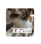 ひめとほくろ（個別スタンプ：11）