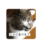 ひめとほくろ（個別スタンプ：12）