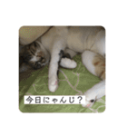 ひめとほくろ（個別スタンプ：13）