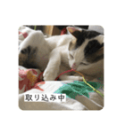 ひめとほくろ（個別スタンプ：14）