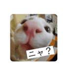 ひめとほくろ（個別スタンプ：15）