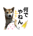 柴犬あんず ver.6（個別スタンプ：1）