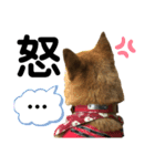柴犬あんず ver.6（個別スタンプ：2）