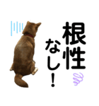 柴犬あんず ver.6（個別スタンプ：3）