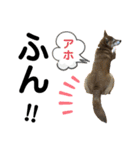 柴犬あんず ver.6（個別スタンプ：4）