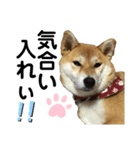 柴犬あんず ver.6（個別スタンプ：5）