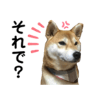 柴犬あんず ver.6（個別スタンプ：6）