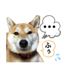 柴犬あんず ver.6（個別スタンプ：7）