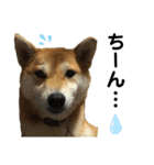 柴犬あんず ver.6（個別スタンプ：8）