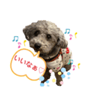 わんワンわんEveryday（個別スタンプ：9）