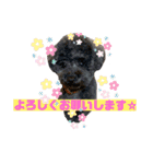 わんワンわんEveryday（個別スタンプ：11）