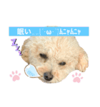 わんワンわんEveryday（個別スタンプ：15）
