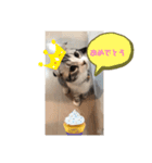 蘭丸まる 6（個別スタンプ：6）