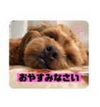 テテくんのスタンプ（個別スタンプ：5）