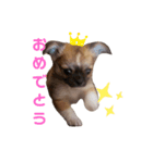 Sadaharu.（個別スタンプ：8）