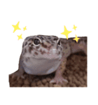 レオパのほむらさん。（個別スタンプ：16）