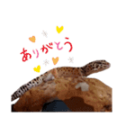レオパのほむらさん。（個別スタンプ：20）