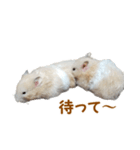 ハムスターのきゅうとぴぴ（個別スタンプ：2）