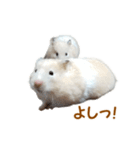 ハムスターのきゅうとぴぴ（個別スタンプ：3）