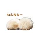 ハムスターのきゅうとぴぴ（個別スタンプ：6）