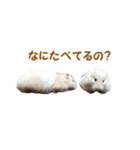 ハムスターのきゅうとぴぴ（個別スタンプ：9）